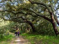 Spalier aus mächtigen Korkeichen